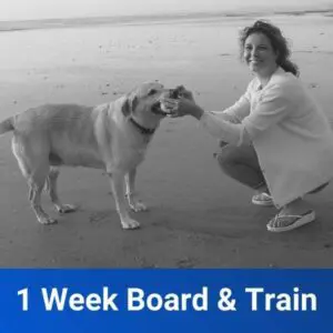 1 Week "Freedom"  Board and Train