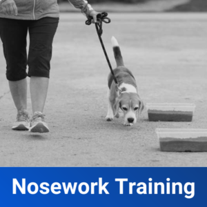 Nosework Training
