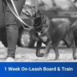 1 Week "On-Leash"  Board and Train