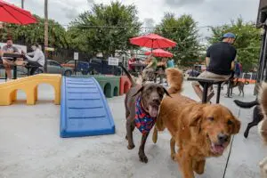 lucky dog bark and brew