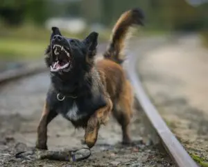 navigating the world with a reactive dog