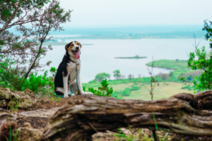 navigating the world with a reactive dog