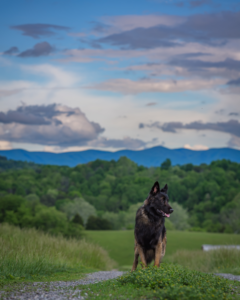 reactive dog setting yourself up for success