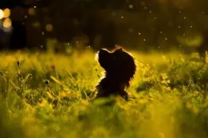 How to Prevent Aggressive and Reactive Behavior in Puppies