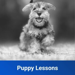 Puppy Lessons