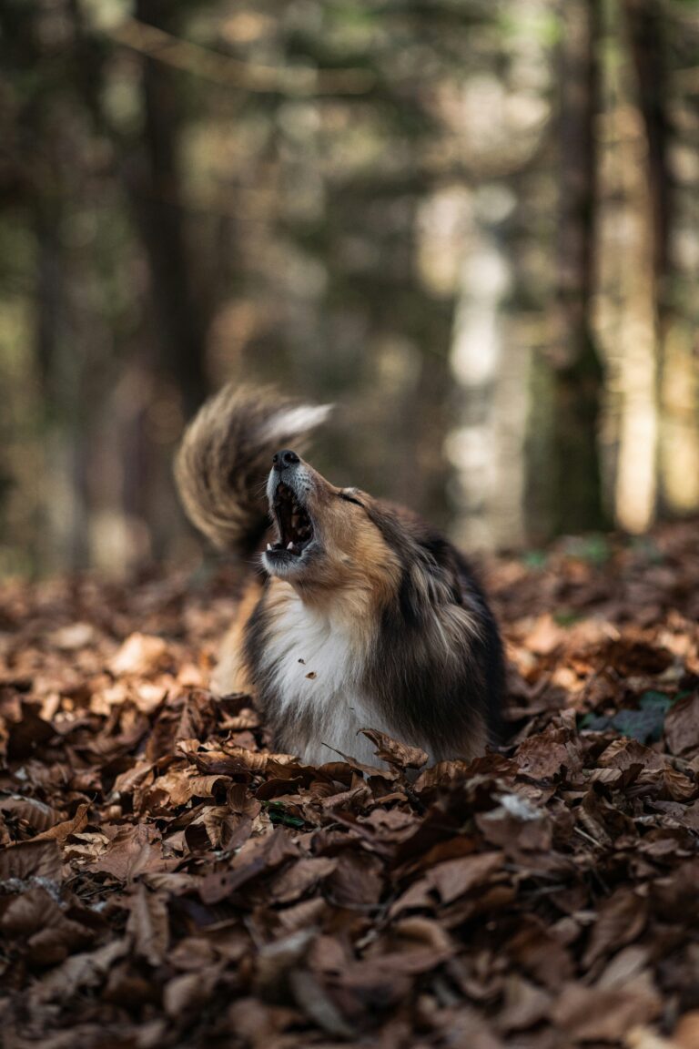 Understanding And Reducing Causes For Barking