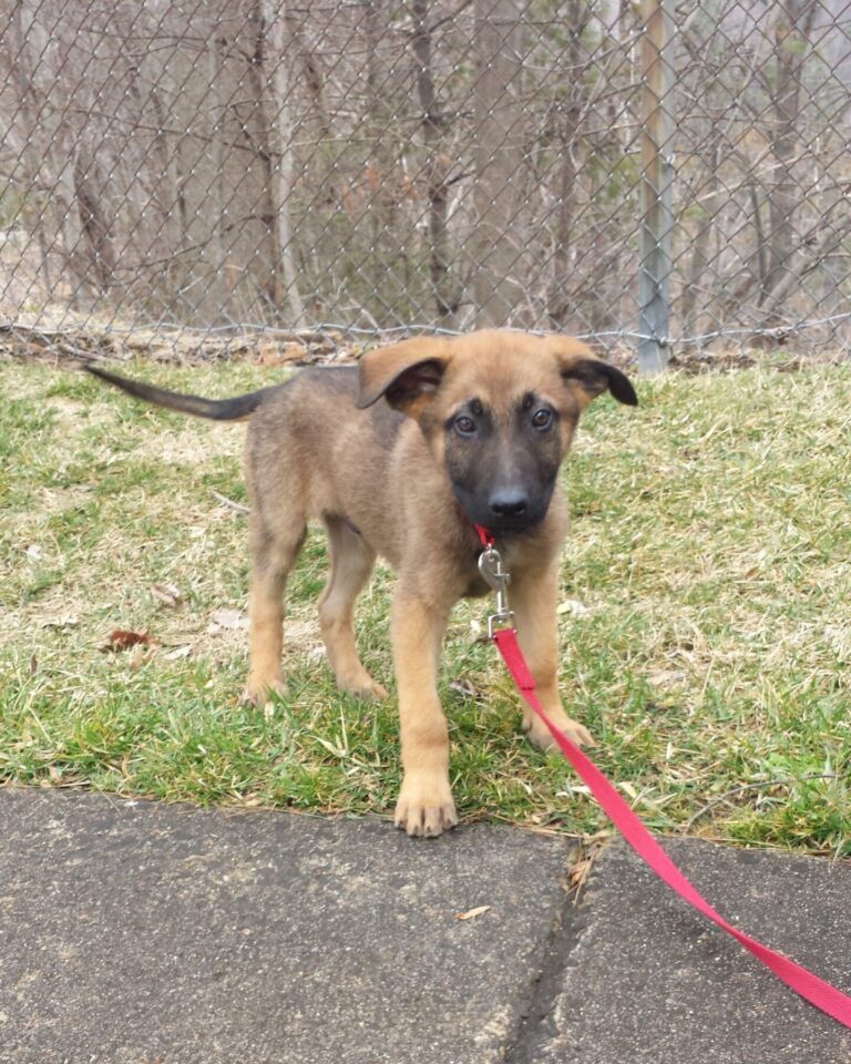 5 Tips for Brining Your Puppy Home!