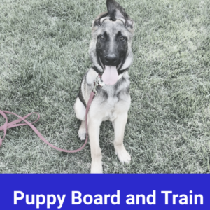 Puppy One Week Board and Train
